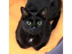 Adopt Shadow a Domestic Shorthair / Mixed cat in Golden, CO (41544697)