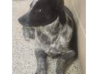 Adopt Dani 5196 a Merle Blue Heeler dog in Frankfort, KY (41539947)