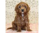 Cavapoo Puppy for sale in Denver, PA, USA