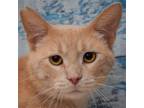 Adopt Buck a Tan or Fawn Tabby Domestic Shorthair / Mixed (short coat) cat in