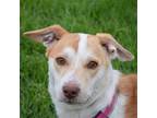 Adopt Quill a Brown/Chocolate - with White Corgi / Dachshund / Mixed dog in