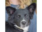 Adopt Virginia a Black - with White Papillon / Corgi / Mixed dog in Huntley