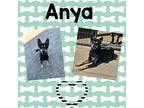 Adopt Anya a Black - with Tan, Yellow or Fawn Husky / Mixed dog in Buffalo