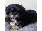 Shih Tzu Puppy for sale in Imperial, CA, USA