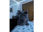 Adopt Mercury a Tortoiseshell Russian Blue / Mixed (short coat) cat in Sunbury