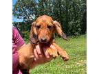 Dachshund Puppy for sale in Rolla, MO, USA