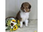 Bearded Collie Puppy for sale in Boonville, IN, USA