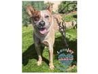 Adopt Darla a Red/Golden/Orange/Chestnut Blue Heeler / Mixed dog in Inglewood