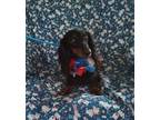 Adopt DOTTIE a Black - with Tan, Yellow or Fawn Dachshund / Mixed dog in