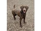 Adopt Chocolate Chonk a Labrador Retriever / Mixed dog in Napa, CA (41490781)
