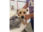 Adopt Orson a Mixed Breed (Medium) / Mixed dog in Thousand Oaks, CA (41509139)