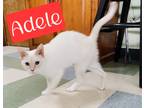 Adopt Adele a Domestic Shorthair / Mixed (short coat) cat in Jim Thorpe