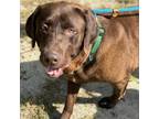 Adopt Cash a Labrador Retriever / Mixed dog in San Diego, CA (41548085)