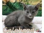 Adopt Galahand a Russian Blue / Mixed (short coat) cat in Douglasville