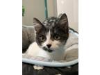 Adopt Pitter Pat a Domestic Shorthair / Mixed cat in Quesnel, BC (41548891)