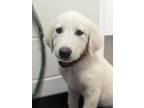 Adopt Mable a Great Pyrenees / Mixed dog in Quesnel, BC (41503221)