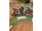 Adopt Mercury *adoption Pending* a Domestic Shorthair / Mixed cat in Duncan