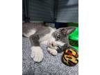 Adopt Toby a Domestic Shorthair / Mixed cat in Port Alberni, BC (41539482)