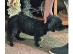 Adopt Xena a Poodle (Miniature) / Mixed dog in Cuyahoga Falls, OH (41539442)