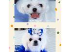 AKC Korean Maltese Pups