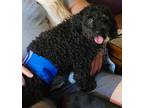 Adopt Rex a Black Poodle (Miniature) / Mixed dog in Cuyahoga Falls