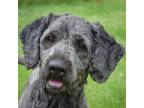 Adopt Scott a Gray/Silver/Salt & Pepper - with White Poodle (Miniature) /