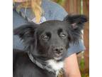 Adopt Alaska a Black - with White Papillon / Corgi / Mixed dog in Huntley