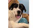 Adopt Buster a White - with Black Mixed Breed (Medium) / Mixed dog in Brunswick