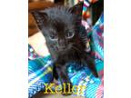 Adopt Keller a Domestic Shorthair / Mixed (short coat) cat in St.