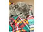 Adopt Kandi a Domestic Shorthair / Mixed (short coat) cat in St.