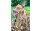 Adopt Cinnamon a Boxer / Bull Terrier / Mixed dog in St. Francisville