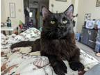 Adopt Mars a Black (Mostly) Bombay / Mixed (medium coat) cat in Sunbury