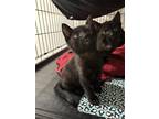 Adopt Bentley a All Black Domestic Shorthair (short coat) cat in Garden City