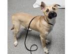 Adopt Ronda a Shepherd (Unknown Type) / Mixed dog in Escondido, CA (41548923)