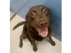 Adopt Little Man Leo 58340 a Brown/Chocolate Labrador Retriever / Mixed dog in