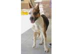 Adopt Kiju a Brown/Chocolate American Pit Bull Terrier / Terrier (Unknown Type