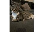 Adopt Percy a Gray, Blue or Silver Tabby Domestic Shorthair / Mixed (short coat)