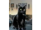 Adopt Zira a Black (Mostly) Domestic Shorthair / Mixed (short coat) cat in