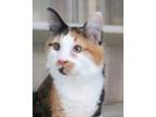Adopt Alexandra a Tortoiseshell Domestic Shorthair / Mixed (short coat) cat in