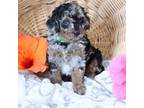 Mutt Puppy for sale in Green Forest, AR, USA