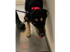 Adopt MAYA a Black Rottweiler / Mixed Breed (Medium) / Mixed (short coat) dog in