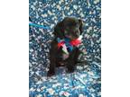 Adopt PENNY a Black - with White Poodle (Miniature) / Mixed dog in Windsor