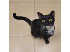 Adopt Momo a Black & White or Tuxedo Domestic Shorthair (short coat) cat in