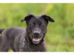 Adopt Leila a Labrador Retriever / American Pit Bull Terrier / Mixed dog in San