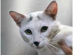 Adopt a White Domestic Shorthair cat in Wildomar, CA (41548880)