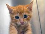 Adopt a Orange or Red Domestic Shorthair cat in Wildomar, CA (41548879)