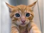 Adopt a Orange or Red Domestic Shorthair cat in Wildomar, CA (41548878)