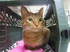 Adopt Buddy a Orange or Red Domestic Shorthair cat in Wildomar, CA (41548877)
