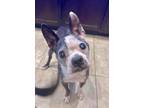 Adopt Clover a White - with Black Boston Terrier / Mixed dog in Las Vegas