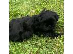 Shih Tzu Puppy for sale in Hillsville, VA, USA